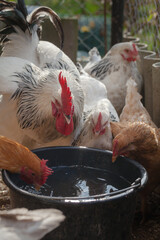 Domesticated chickens drink water from a bucket on a small farm.