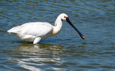 Eurasian Spoonbill, Platalea leucorodia