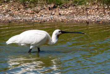 Eurasian Spoonbill, Platalea leucorodia