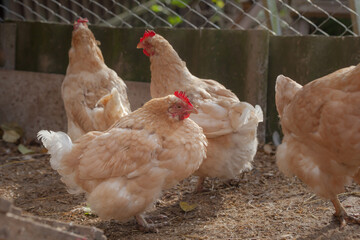 Domesticated chickens drink water from a bucket on a small farm.