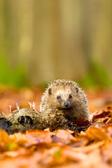 European Hedgehog, Erinaceus europaeus