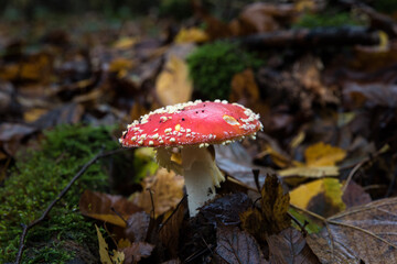 detail of fly amanita in autumn forest