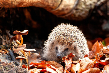 European Hedgehog, Erinaceus europaeus © AGAMI