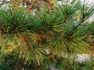 Green branches of a pine tree with raindrops on a sunny day.