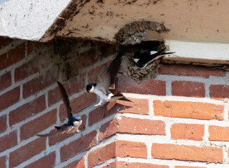 Common House Martin, Delichon urbicum