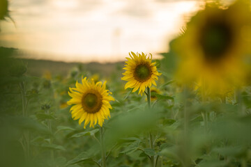 field of sunflowers