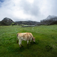 Vaca pastando tranquilamente en el Parque Natural de los Picos de Europa