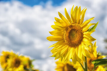 sunflower in the field