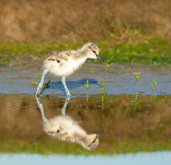 Pied Avocet, Recurvirostra avosetta
