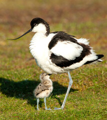 Pied Avocet with chick
