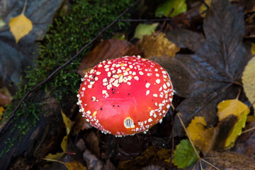 detail of fly amanita in autumn forest