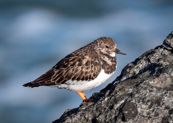 Ruddy Turnstone, Arenaria interpres