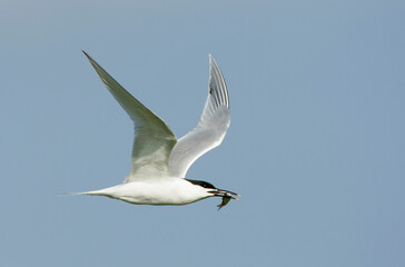 Sandwich Tern, Sterna sandvicensis