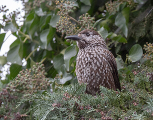 Spotted Nutcracker, Nucifraga caryocatactes
