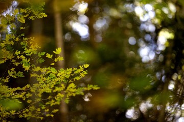 Obraz na płótnie Canvas Feuillage arbre automne feuille jaune - arrière-plan nature biodiversité automnal