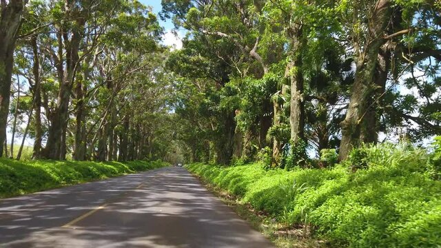 4K 60fps slow motion tracking of road driving through the tree tunnel which is a canopy of Eucalytus trees which line 520 highway on Kauai's south shore,Kauia,Hawaii,USA