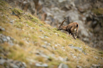 Alpine ibex grazes in a meadow