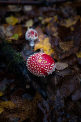 detail of fly amanita in autumn forest