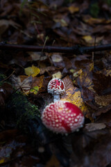 detail of fly amanita in autumn forest