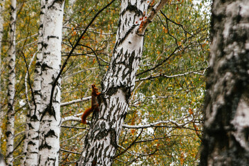 a squirrel with a nut in its teeth sits on a birch