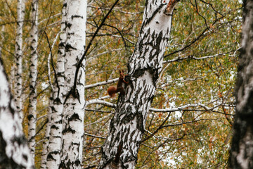 a squirrel with a nut in its teeth sits on a birch