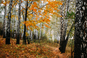 Obraz premium forest autumn path
