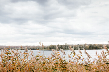 Fototapeta na wymiar autumn landscape of the river with reeds
