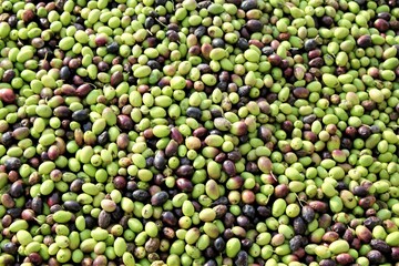 Harvested olives unloaded from truck to the press hopper in olive oil mill located in the outskirts of Athens in Attica, Greece.