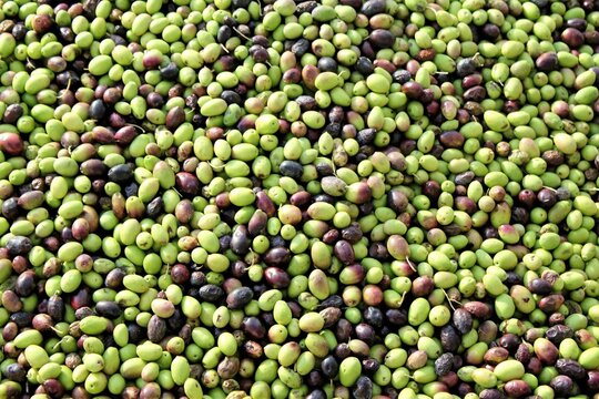 Harvested olives unloaded from truck to the press hopper in olive oil mill located in the outskirts of Athens in Attica, Greece.