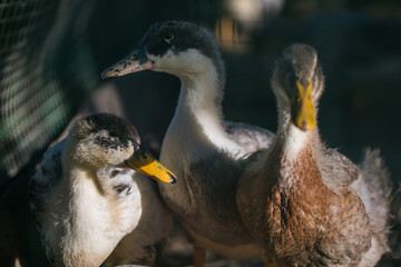 Obraz premium duck and ducklings