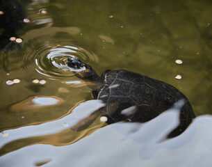 tortuga marina del ecosistema Boliviano 