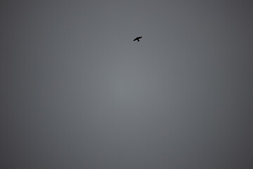Alone bird in the sky.