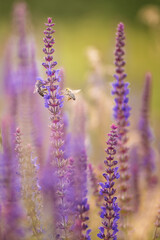 close up of lavender flowers