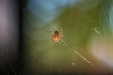 spider on web