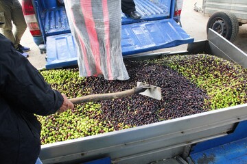 Harvested olives unloaded from truck to the press hopper in olive oil mill located in the outskirts...