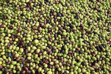 Harvested olives unloaded from truck to the press hopper in olive oil mill located in the outskirts of Athens in Attica, Greece.