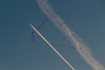 Birds in the blue sky with plane.
