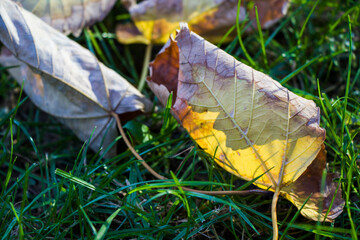 Yellow autumn leaves on the field and grass. Autumn leaves in the park.