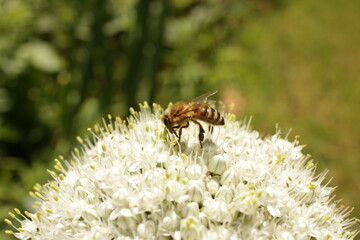 Biene auf Zwiebelblüte