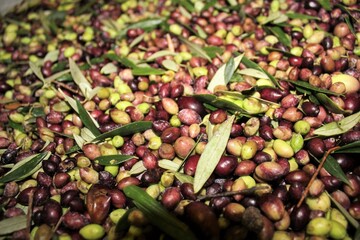 Cleaning olives with fresh water in olive oil mill during extra virgin olive oil production process in Attica, Greece.