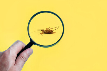 Dead cockroach on floor zooming by magnifying glass , pest control service