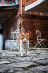 cat on the roof