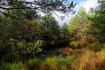 Fototapeta na wymiar Boars pond in Fontainebleau forest