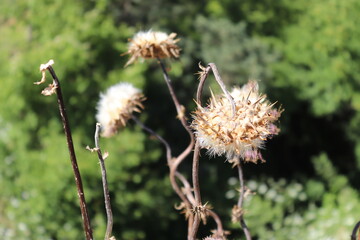 dandelion in the wind