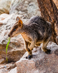 Naklejka na ściany i meble Rock Wallaby auf Magnetic Island Australien
