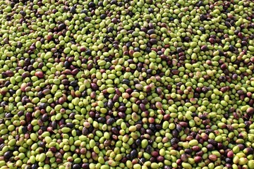 Harvested olives of Manaki variety unloaded on the press hopper of olive oil mill located in the outskirts of Athens in Attica, Greece.