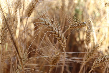 golden wheat field