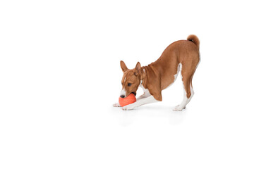 Basenji young dog is posing. Cute playful brown white doggy or pet playing on white studio...