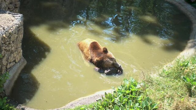 Adult bPlayful bear playing in the water. Still horizontal video of bear cooling inside the water during hot summer day in Europe. Adult brown bear at the local zoo.rown bear at the local zoo.