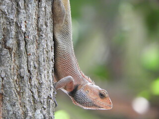 Oriental garden lizard (Calotes versocilor) , not many people know that this type of lizard is an alien, more precisely referred to as an invasive lizard species on the island of Java